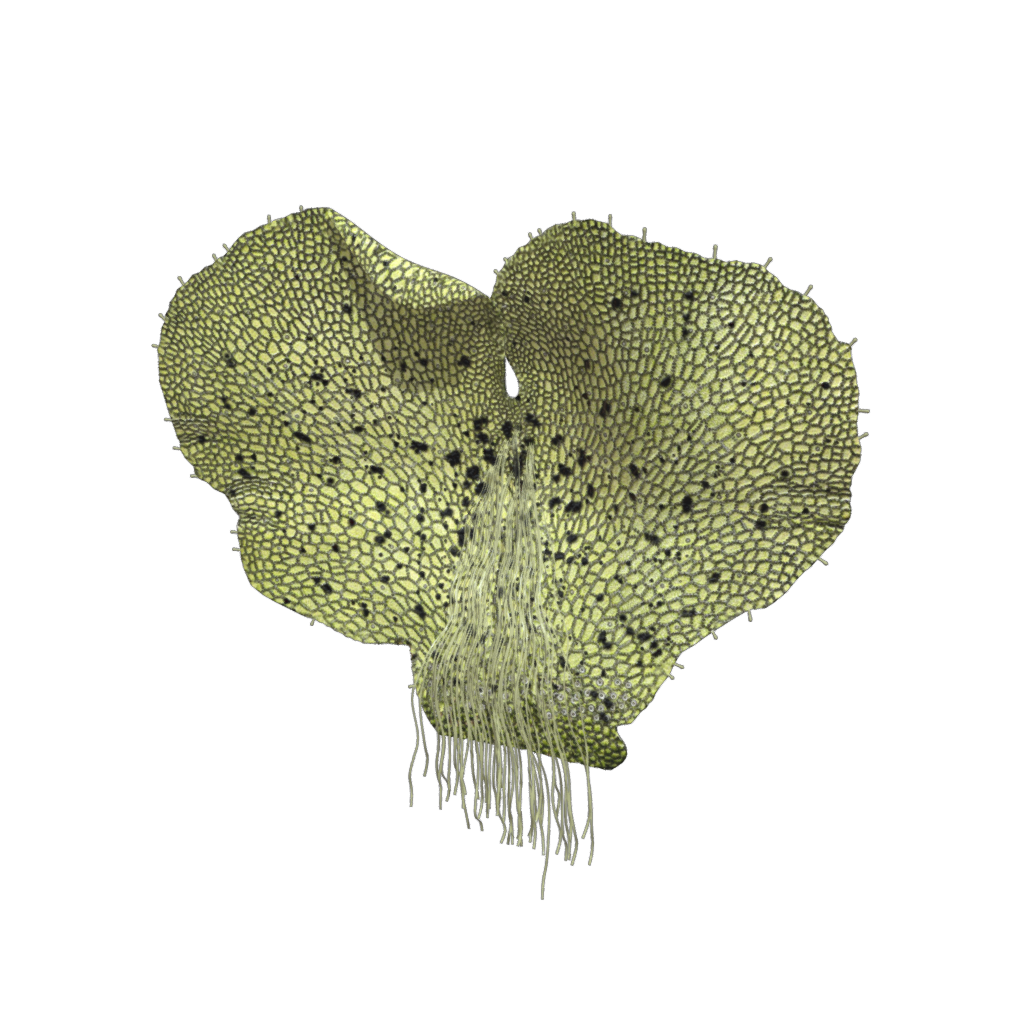 fern gametophyte