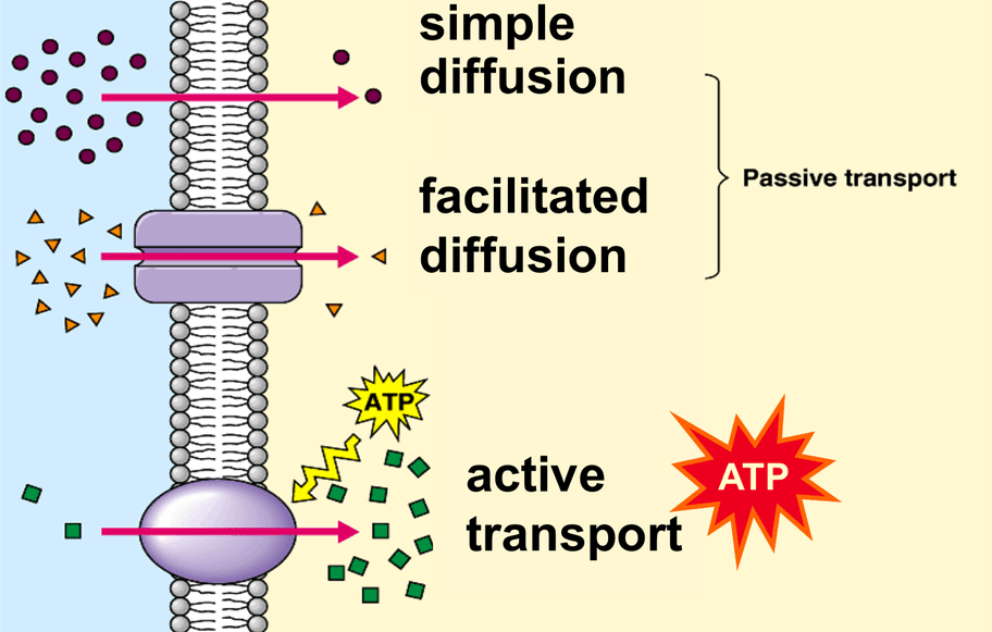 active transport facilitated diffusion simple diffusion