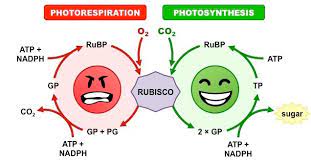 photorespiration photosynthesis
