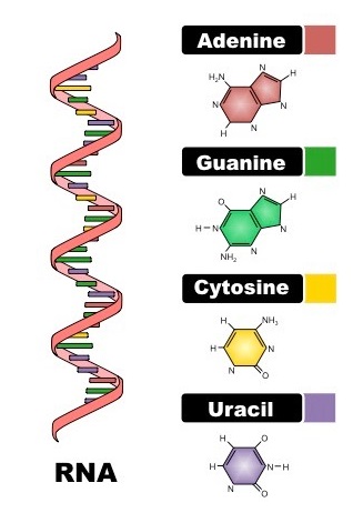 dna and rna structure