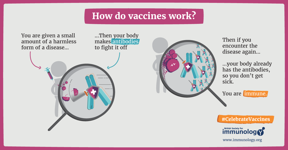 How vaccines Work 