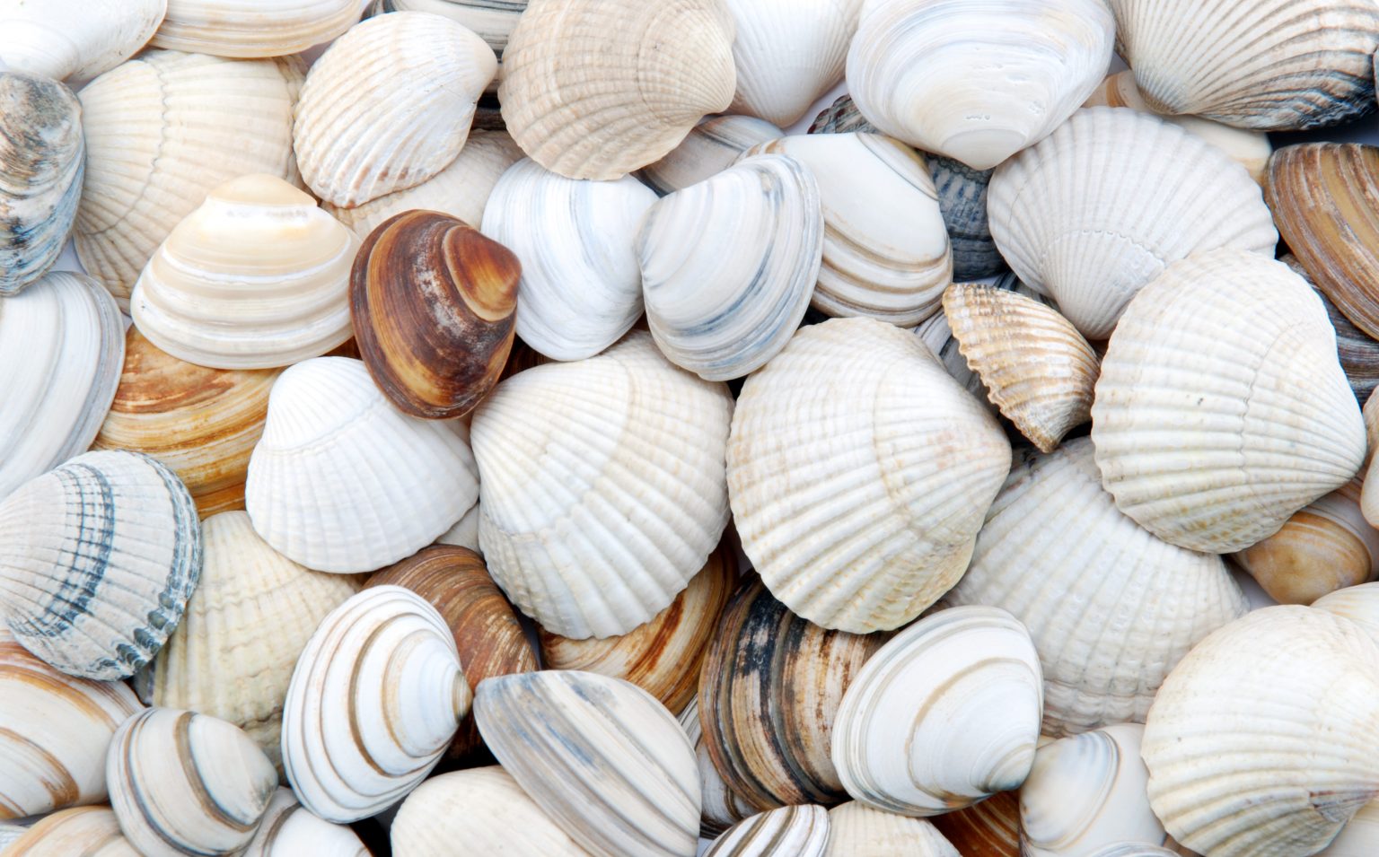 Water purification by seashells