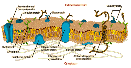 Cell membrane extensions