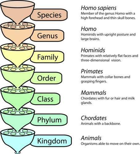 Linnaean classification system