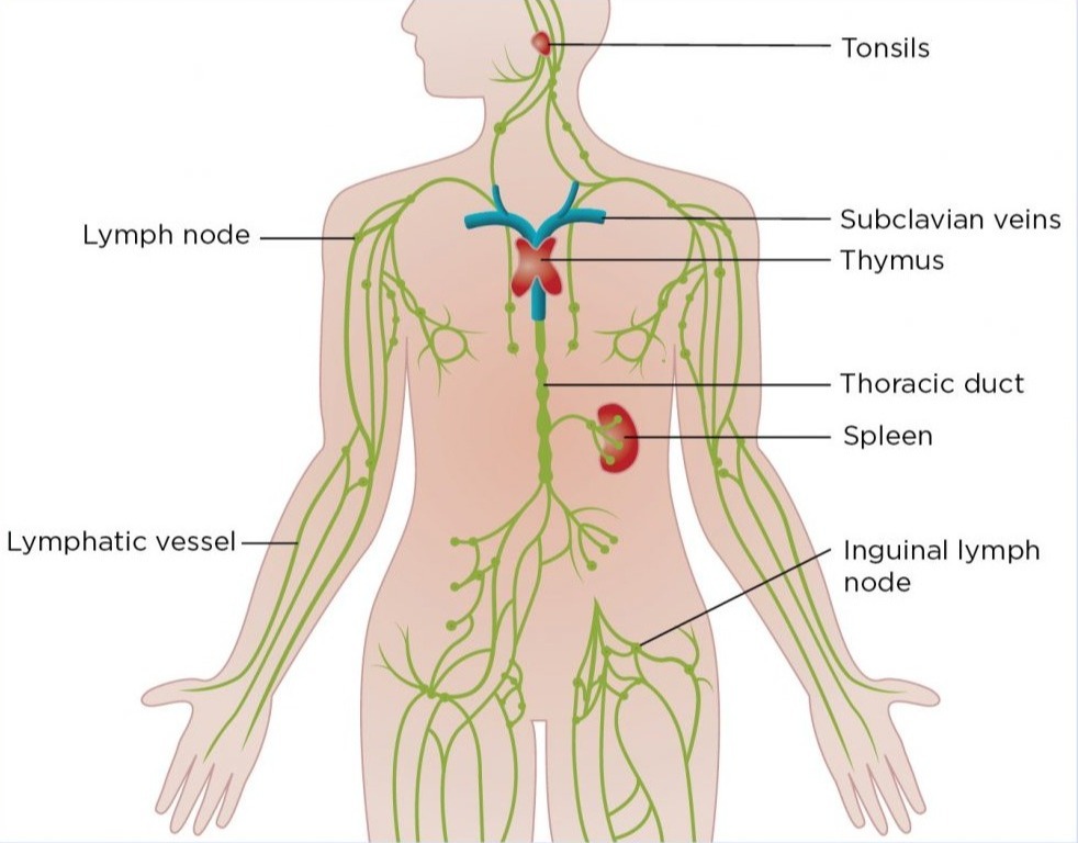 Lymphatic System