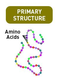 protein primary structure diagram