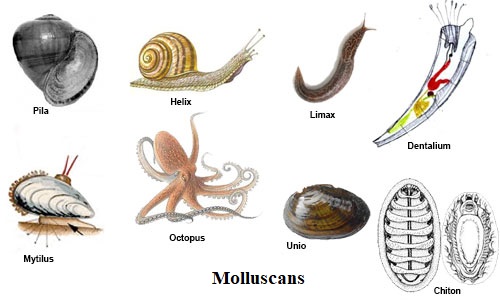 Phylum – Mollusca