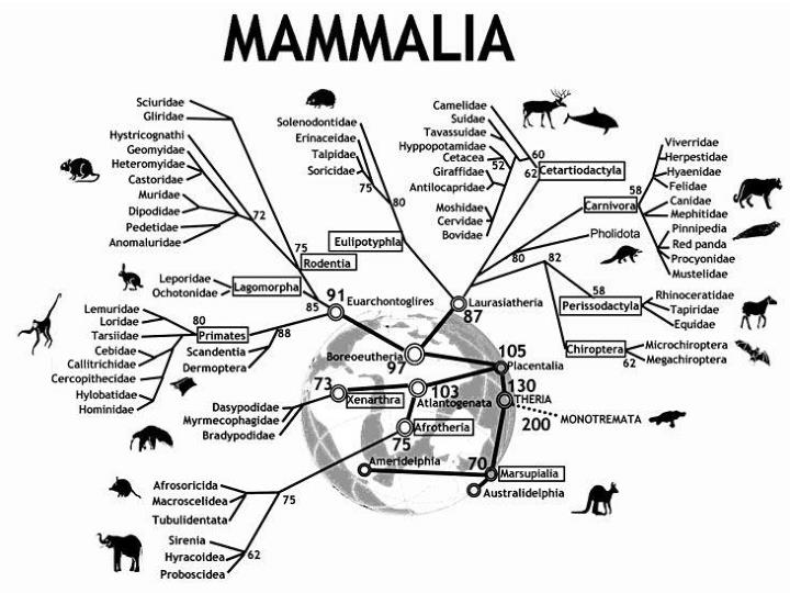 mammalia classification