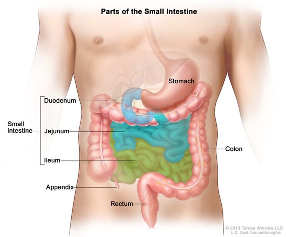 Small Intestine Parts