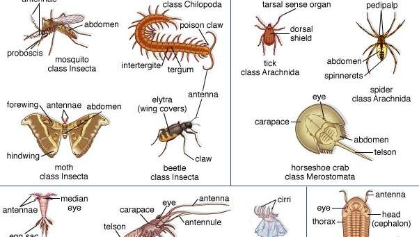 Anthropods