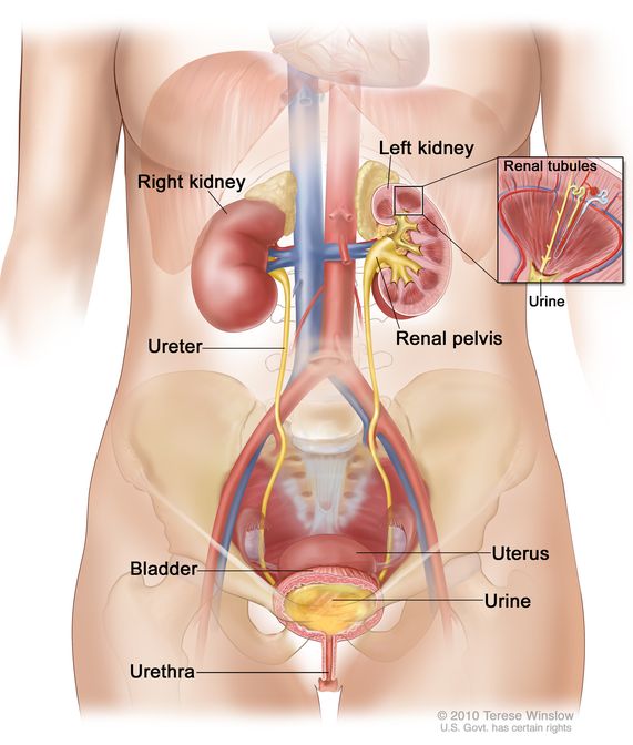 kidney structure