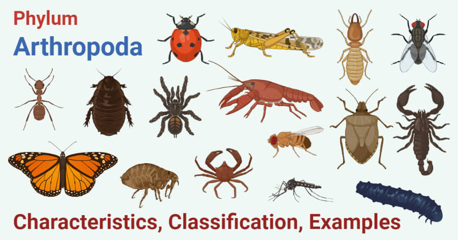Arthropoda examples