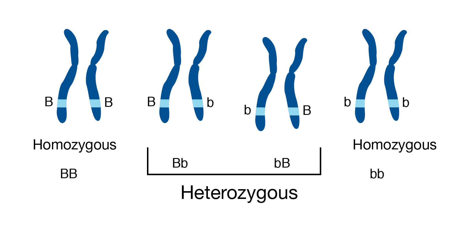 Homozygous vs Heterozygous