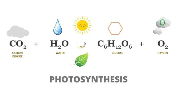 Photosynthesis reaction