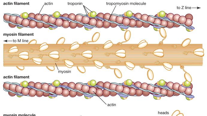 Actin and myosin filaments