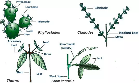 aerial stems