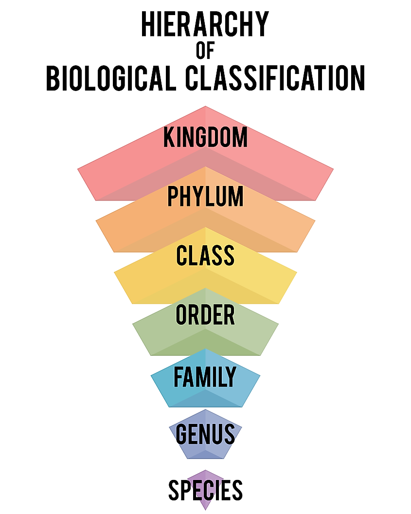 Biological classification system 