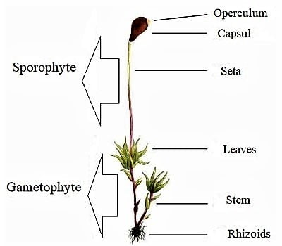 simple moss life cycle diagram