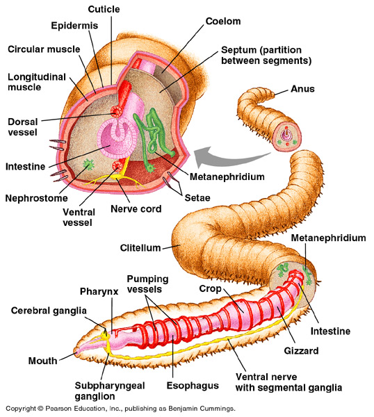 Structure of an earthworm