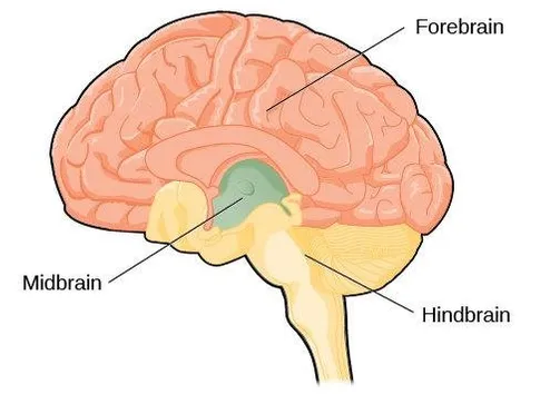 hindbrain