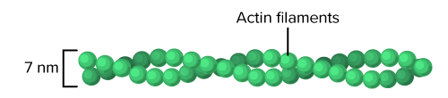 Actin Filament