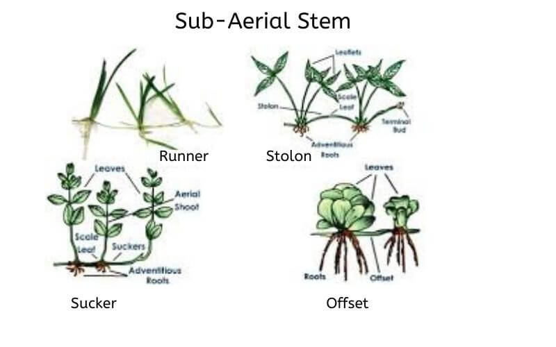 sub-aeriel plant stems