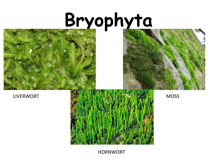 Bryophytes