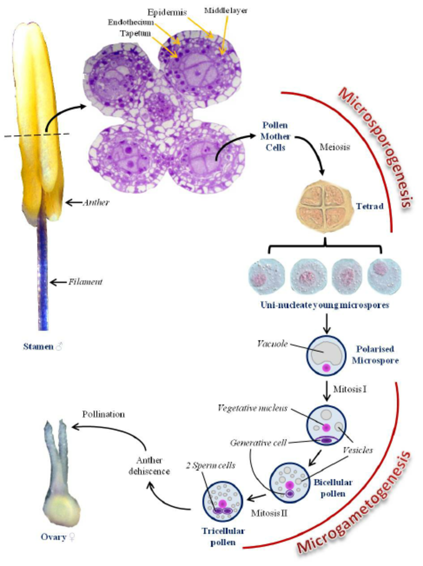  Male Anatomy of an Angiosperm