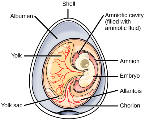 amniotic egg