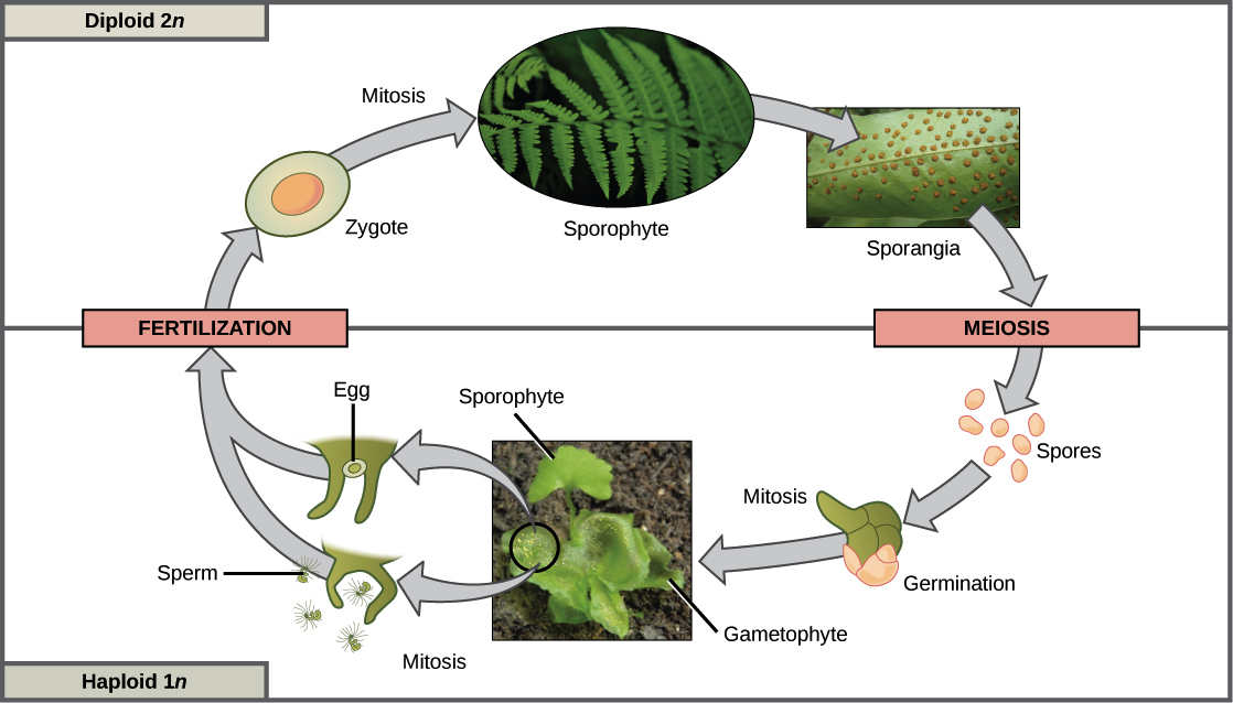 sexual life cycle of a plant