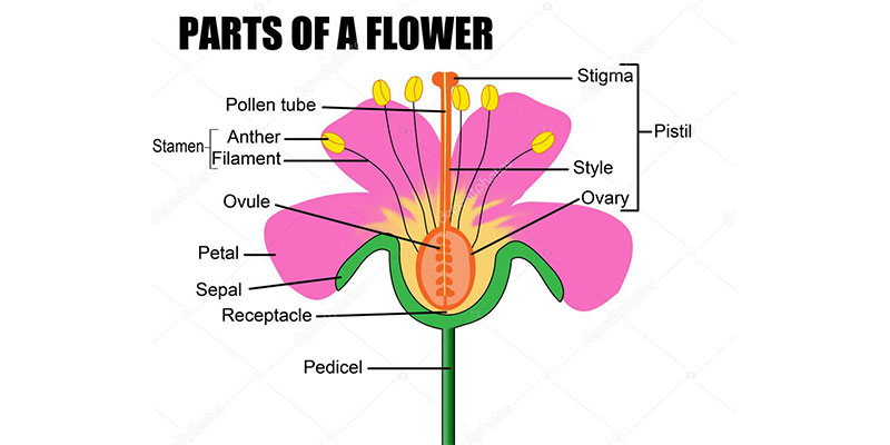 Reproduction in plants