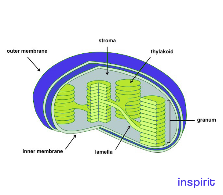 Structure of chloroplast