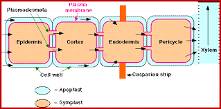 absorption of elements mechanism