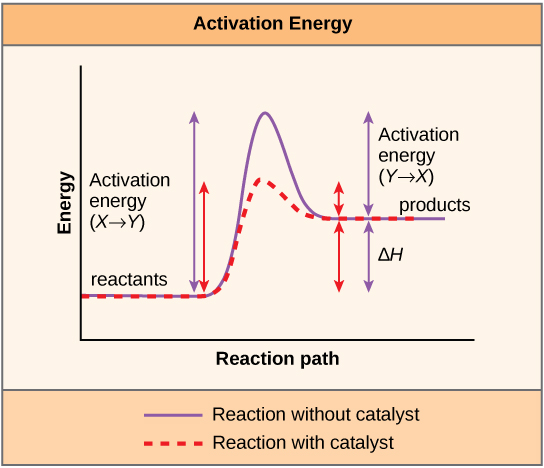Activation energy of enzymes