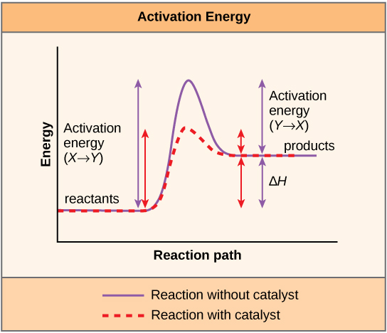  Reactions: Catalysts and Inhibitors