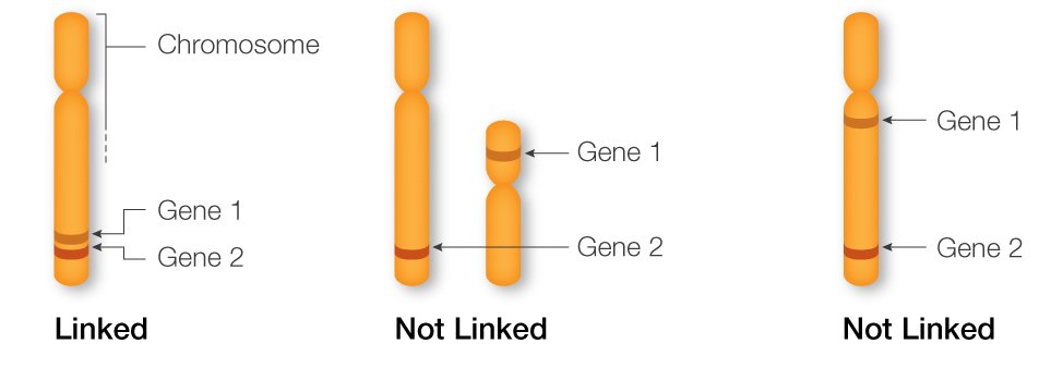 Genetic linkage