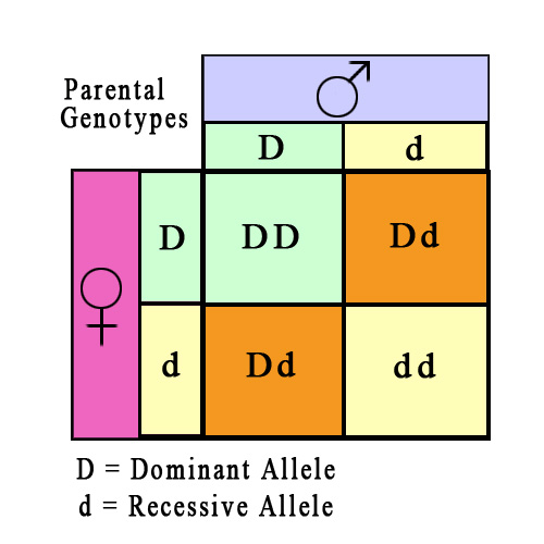 Dominant vs Recessive  