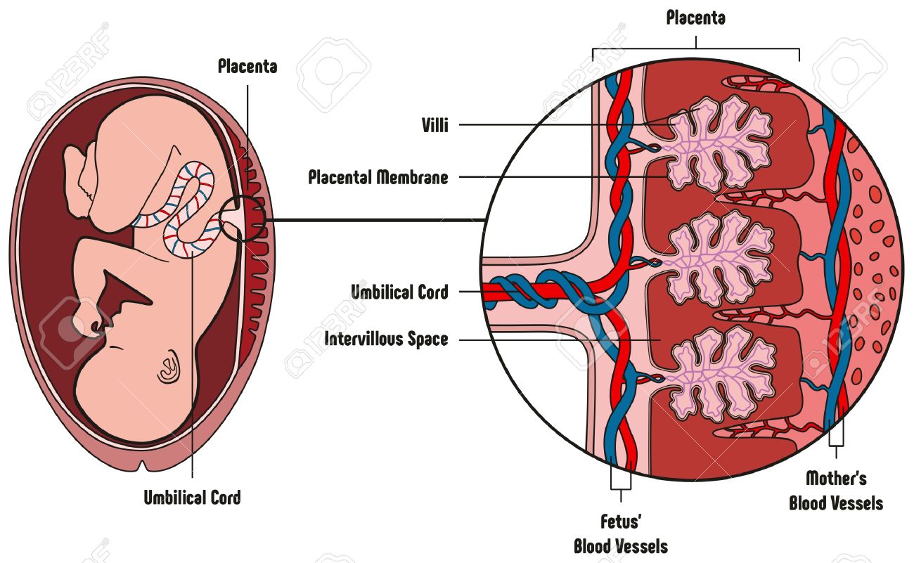 80631892 Human Fetus Placenta Anatomy Diagram With All Part Including Mother Blood Vessels Umbilical Cord Pla 