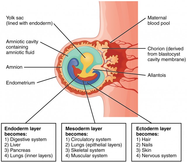 Embryo Development