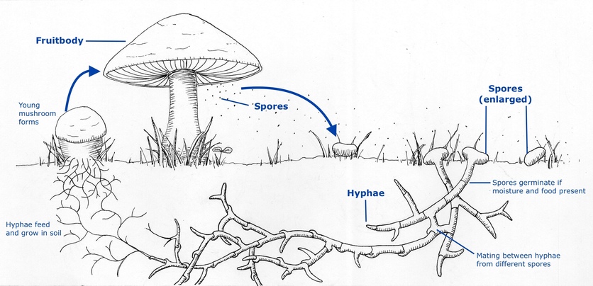 Fungus Life Cycle