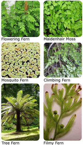 Types of ferns 