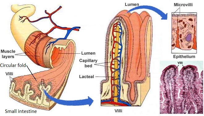 Small intestine parts