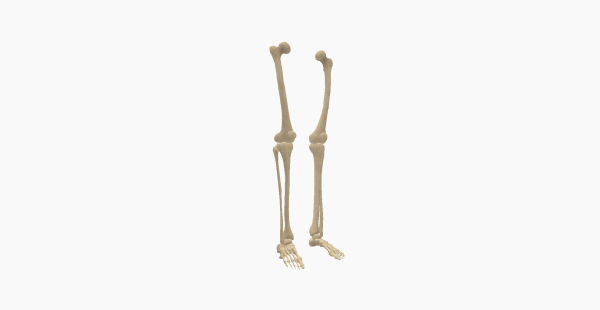 Bones of the Lower Limbs
