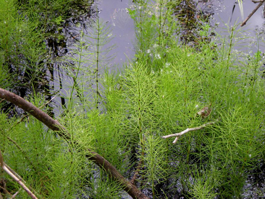 Horsetails