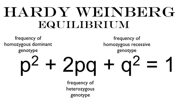 Hardy-Weinberg law