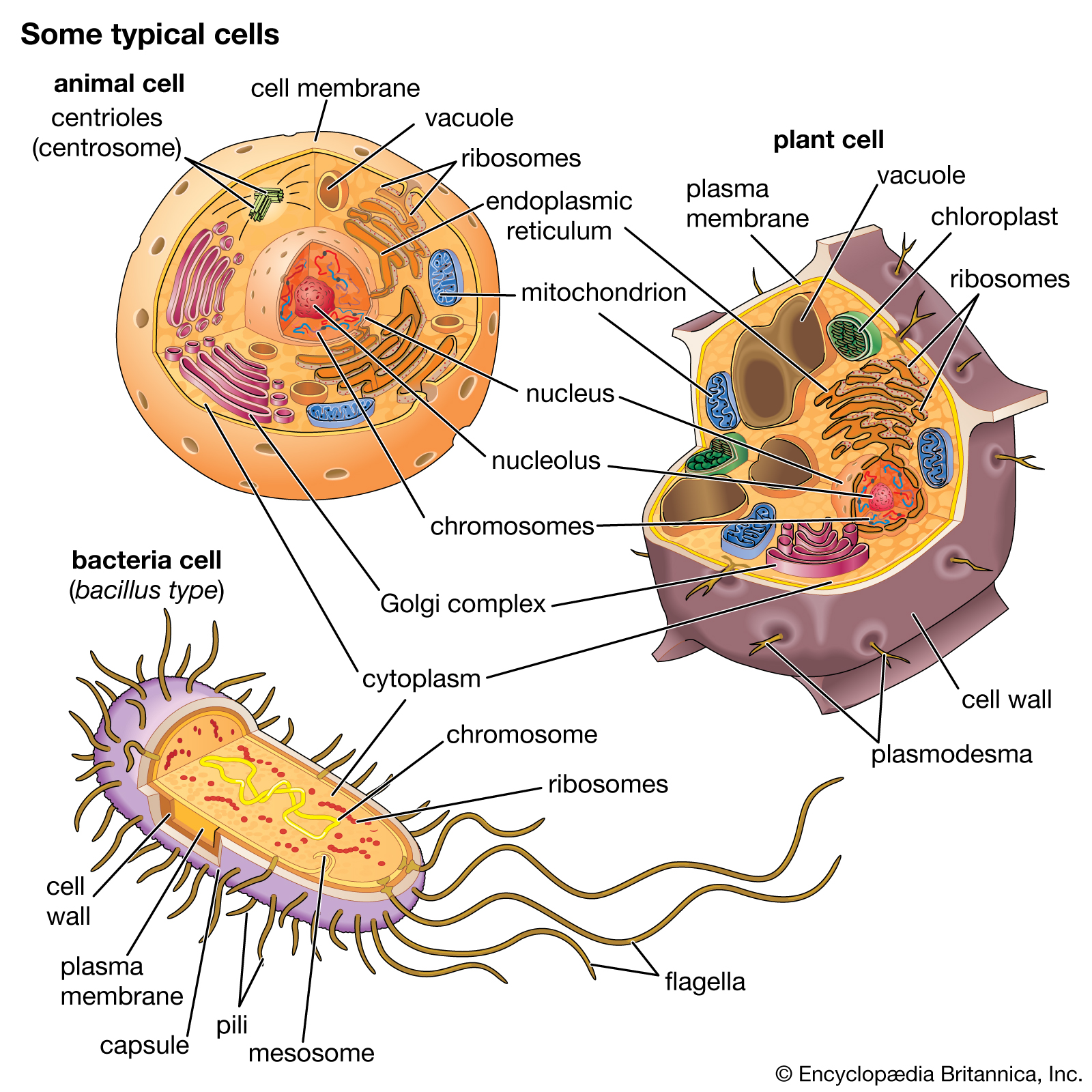 Prokaryotic vs Eukaryotic Cell