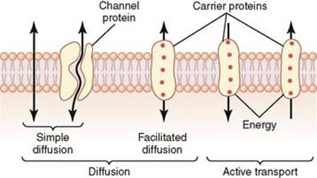 Transport pathways through the cell membrane