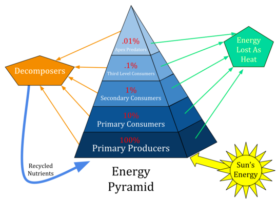 Ecological pyramid