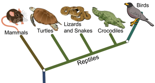 Cladogram