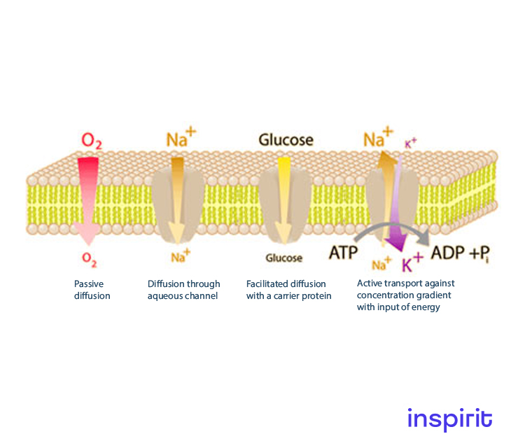 Phospholipid Bilayer